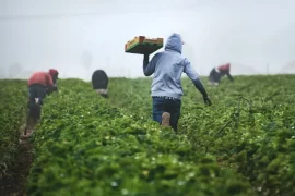 trabajadores-agricultores-jpg